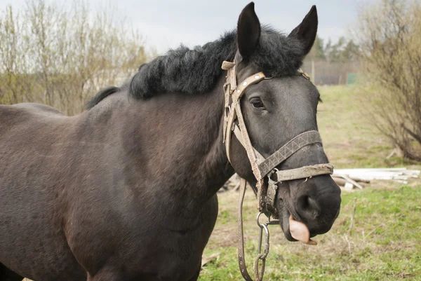 Paard — Stockfoto