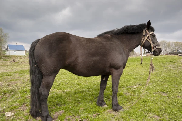 Cavalo — Fotografia de Stock