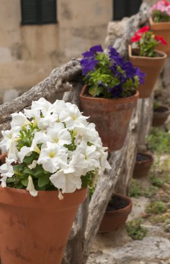 Petunya asılı önbellek-pot