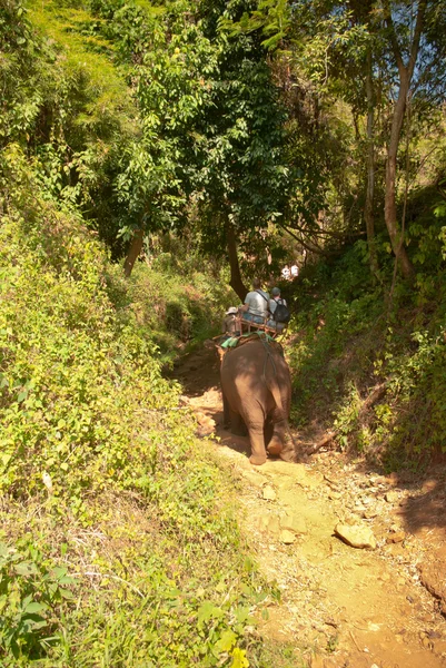 Треккинг слонов — стоковое фото