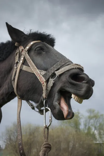 Kůň — Stock fotografie