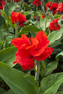 kırmızı çiçekler