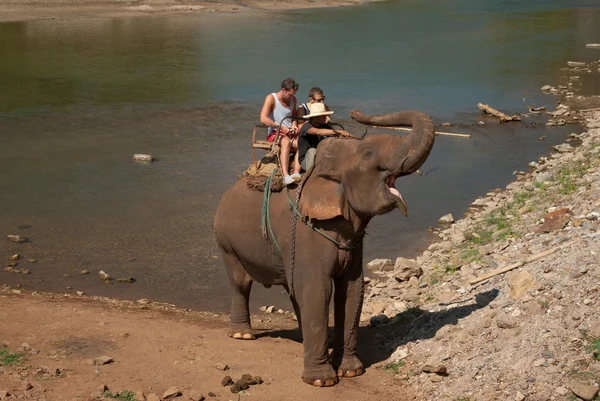 Olifant trekking — Stockfoto