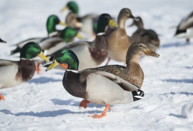 Yeşilbaş ördekler