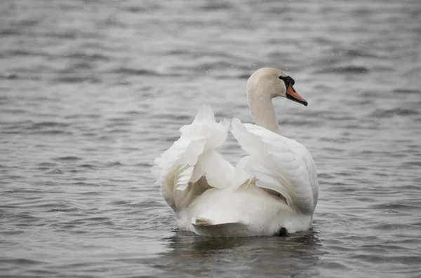 Cisne — Fotografia de Stock