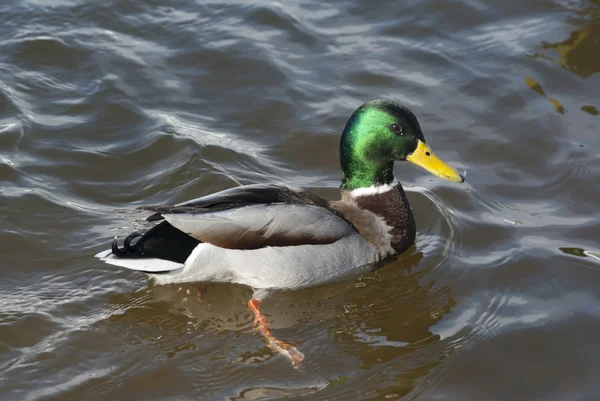 Pato-de-bico — Fotografia de Stock