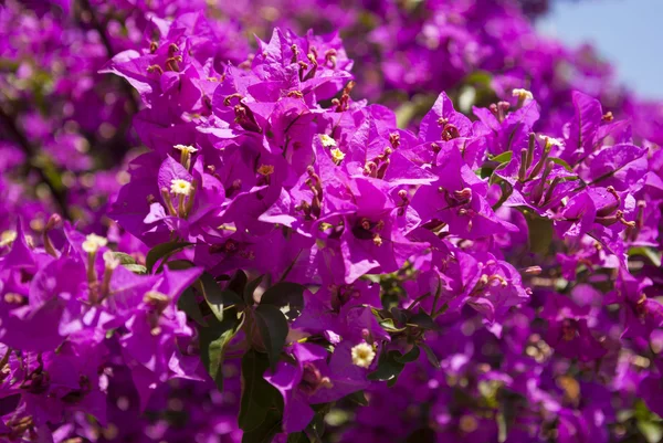 Bougainville — Stockfoto