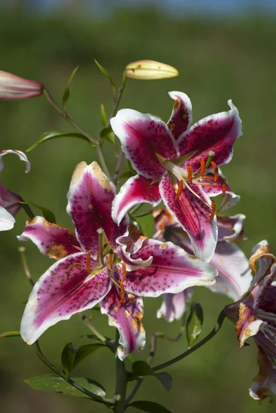 Rosa blommor — Stockfoto