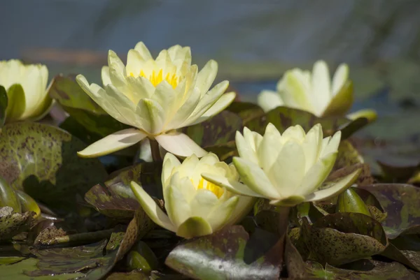 Waterlily — Stockfoto