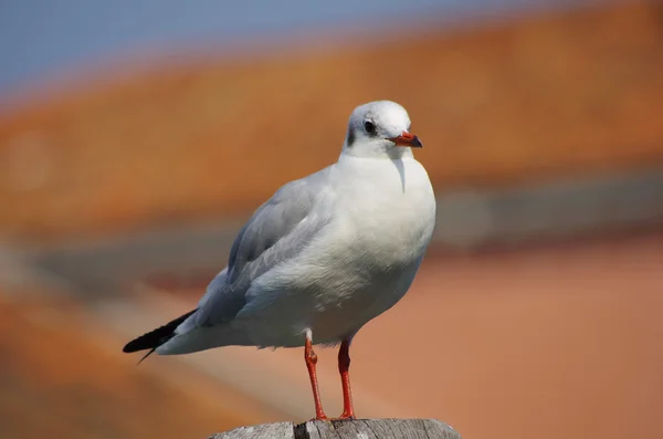 Seagull — Stock Photo, Image