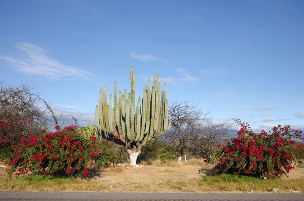 Cactus gigante — Foto Stock