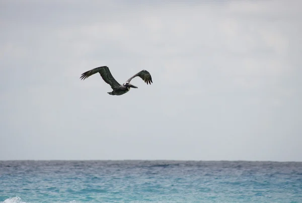 Flying pelican — Stock Photo, Image