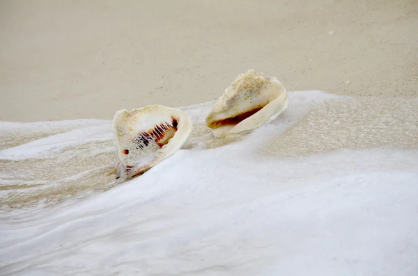 Sea shells — Stock Photo, Image