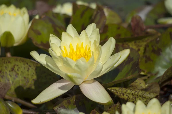 Waterlily — Stockfoto