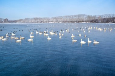 Altay, Sibirya, Rusya 'daki donmayan kış gölünde yüzen beyaz kuğular.