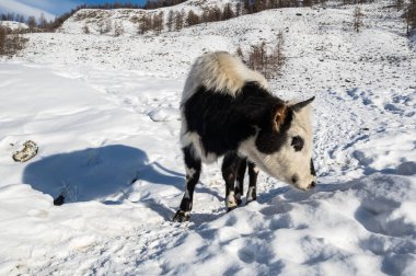 Altay dağlarında buzağı manzarası, Sibirya, Rusya