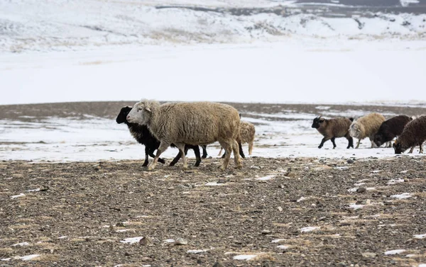 Manada Ovejas Estepa Kurai Invierno Montañas Altay Siberia Rusia Imagen De Stock