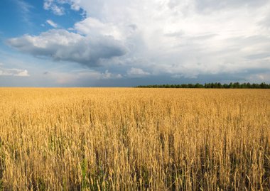 Rusya, Tataristan 'daki buğday tarlasının panoramik görüntüsü