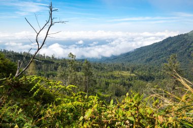 Doğu Java, Endonezya 'daki Ijen volkanının yamacı