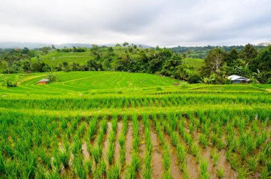 Endonezya 'daki Bali adasında Jatiluwih pirinç terasları