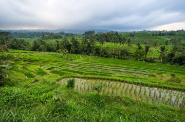 Endonezya 'daki Bali adasında Jatiluwih pirinç terasları