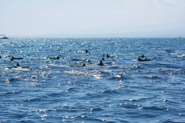 Vista Grupo Delfines Salvajes Nadando Playa Lovina Bali Indonesia —  Fotos de Stock