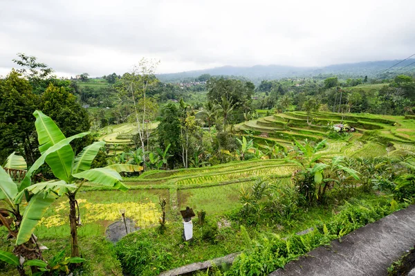 Vista Las Terrazas Arroz Jatiluwih Isla Bali Indonesia — Foto de Stock
