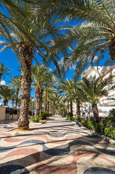 Blick Auf Die Palmenallee Die Wichtigste Touristenstraße Mittelmeer Alicante Spanien — Stockfoto