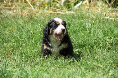 Berner Sennenhund veya Bernese Dağı köpek yavrusu bahçedeki çimlerin üzerinde