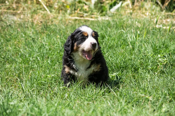 Berner Sennenhund veya Bernese Dağı köpek yavrusu bahçedeki çimlerin üzerinde