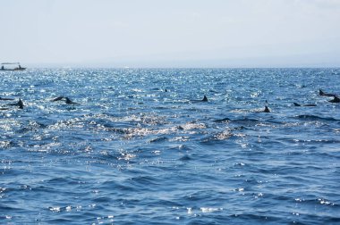 Endonezya 'nın Bali sahilinde yüzen bir grup vahşi yunus görülüyor.