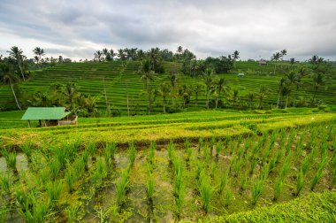 Endonezya 'daki Bali adasında Jatiluwih pirinç terasları