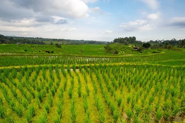 Terraços Arroz Jatiluwih Ilha Bali Indonésia — Fotografia de Stock