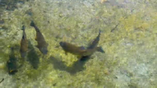 Peixe na água limpa, close-up — Vídeo de Stock