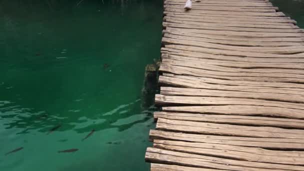 Hırvatistan 'da Plitvice Gölleri' nden yürüyen genç bir kadın — Stok video
