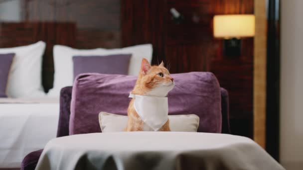 Czerwony Kot Śliniaczkiem Czeka Jedzenie Hotelu — Wideo stockowe