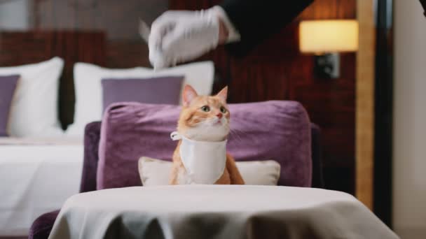 房间里桌子上有围嘴的红猫 — 图库视频影像