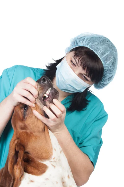 Veterinaria revisando un perro — Foto de Stock