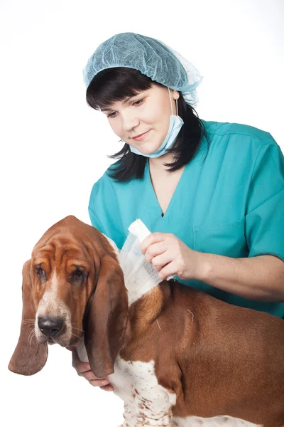 El veterinario está atando a un perro. — Foto de Stock