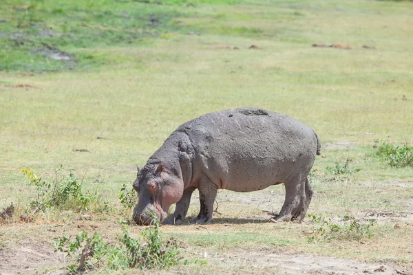 El hipopótamo está comiendo hierba. — Foto de Stock