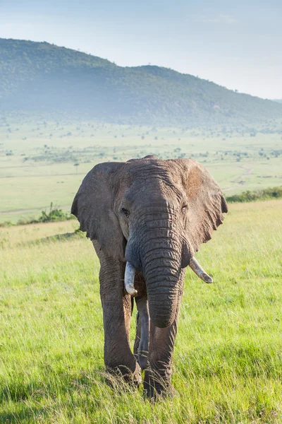 Elefante africano — Foto de Stock