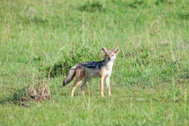 kara sırtlı çakal