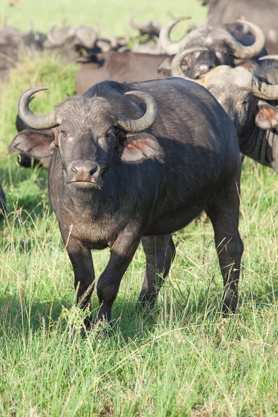 Primer plano de un búfalo — Foto de Stock