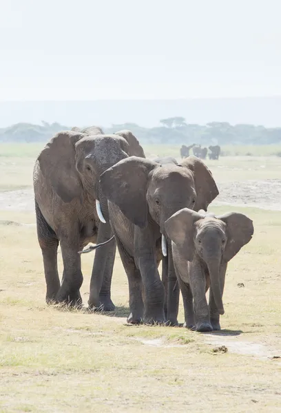 Elefant familj — Stockfoto