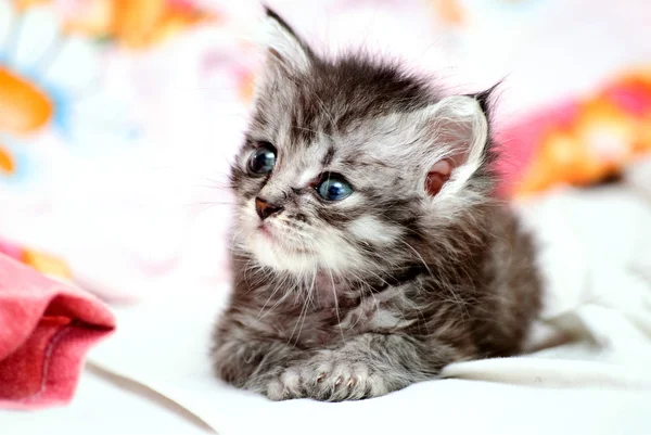 Pequeno gato cinzento — Fotografia de Stock