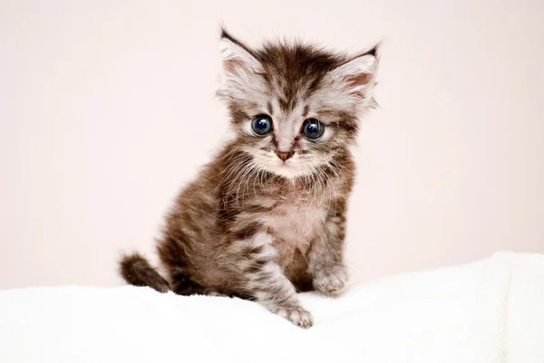 Pequeño gato gris — Foto de Stock