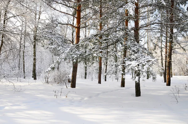 Vinter i parken — Stockfoto