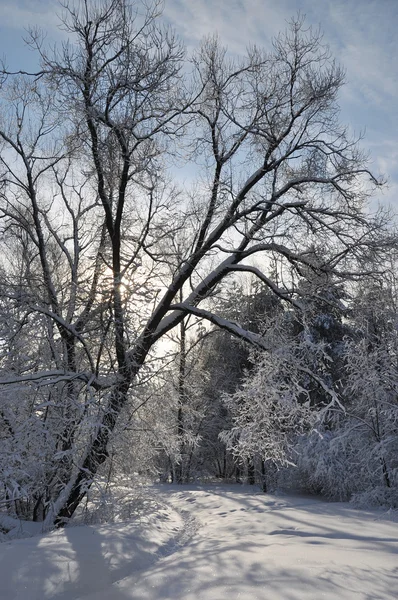 Inverno stagionale — Foto Stock
