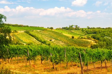 Avusturya Viyana şarap yard