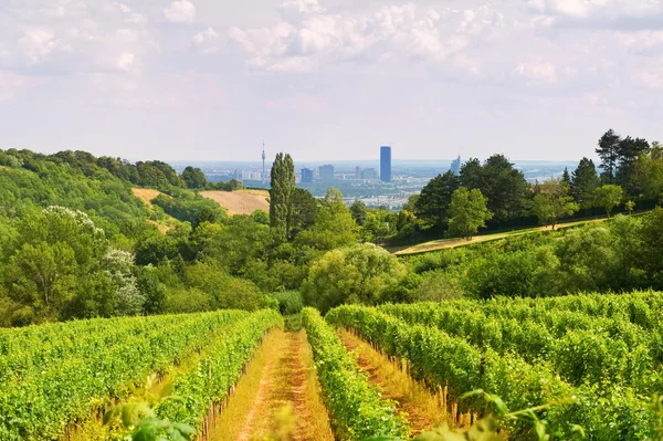 Bécsi bor udvar — Stock Fotó
